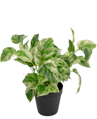 Artificial plant Golden Vine in Pot 25cm