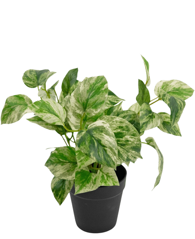 De Kunstplant Gouden Wijnstok in Pot 25cm heeft groen en wit bonte bladeren in een eenvoudige zwarte pot, tegen een witte achtergrond.