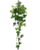 The Artificial hanging plant Ivy Boston 70 cm green has lush, green, star-shaped ivy leaves that fall down against a plain white background.