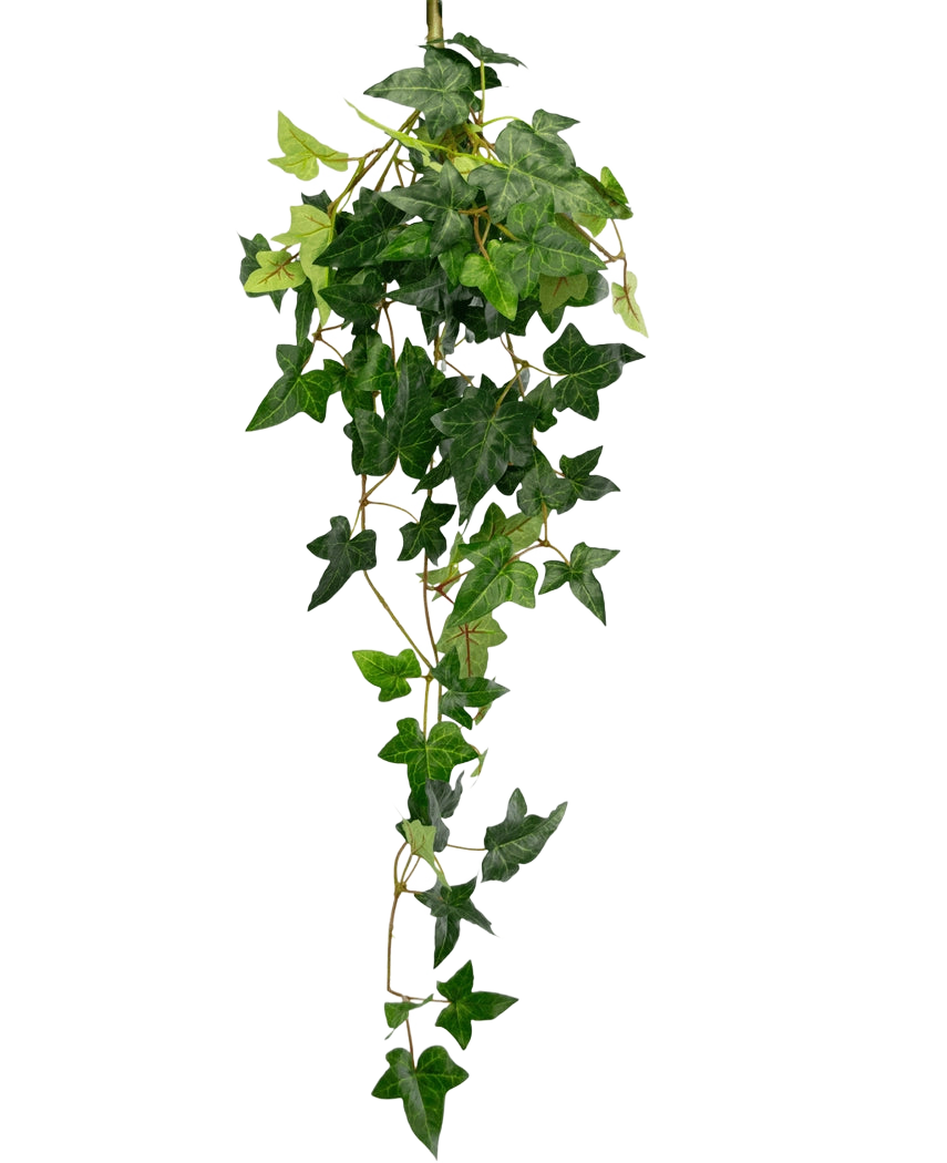 The Artificial hanging plant Ivy Boston 70 cm green has lush, green, star-shaped ivy leaves that fall down against a plain white background.
