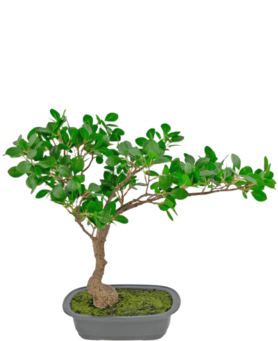 De Kunstplant Bonsai Ficus 40 cm heeft een kleine bonsaiboom met een gebogen stam en dichte groene bladeren in een ondiepe rechthoekige grijze pot, het oppervlak bedekt met mos, tegen een witte achtergrond.