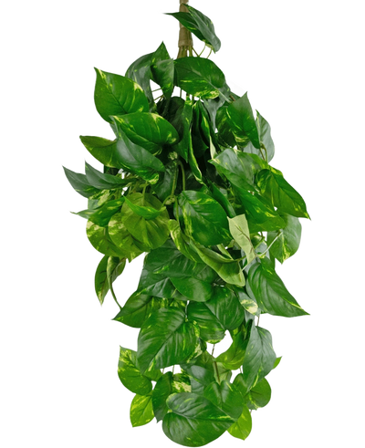 De Kunst hangplant Golden Vine Deluxe 80 cm heeft levendige groene, hartvormige bladeren die naar beneden vallen en een weelderig beeld vormen tegen een effen witte achtergrond.