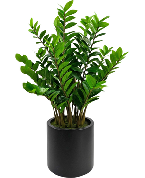 De Kunstplant Zamioculcas kant en klaar in zwarte pot van 120 cm heeft glanzende groene bladeren en staat in een eenvoudige, ronde zwarte pot tegen een witte achtergrond.