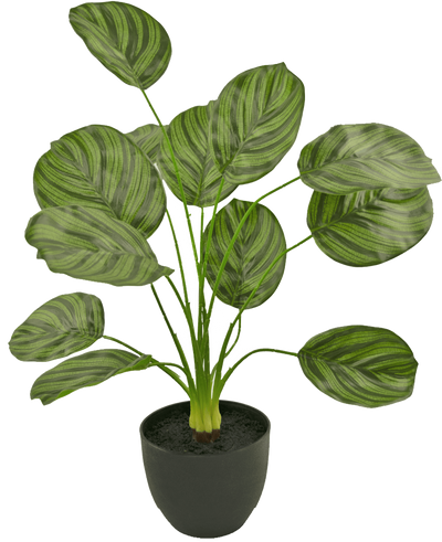 De Kunst Calathea 58 cm donker groen is een kunstplant met grote, ovale donkergroene gestreepte bladeren, weergegeven in een zwarte pot tegen een effen witte achtergrond.