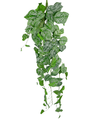 De Kunst hangplant Scindapsus 90 cm is een hangende klimplant met hartvormige groene bladeren versierd met zilverwitte spikkels, die naar beneden vallen tegen een effen witte achtergrond.