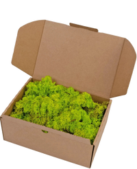 Reindeer Mos Spring Green 500 grams
