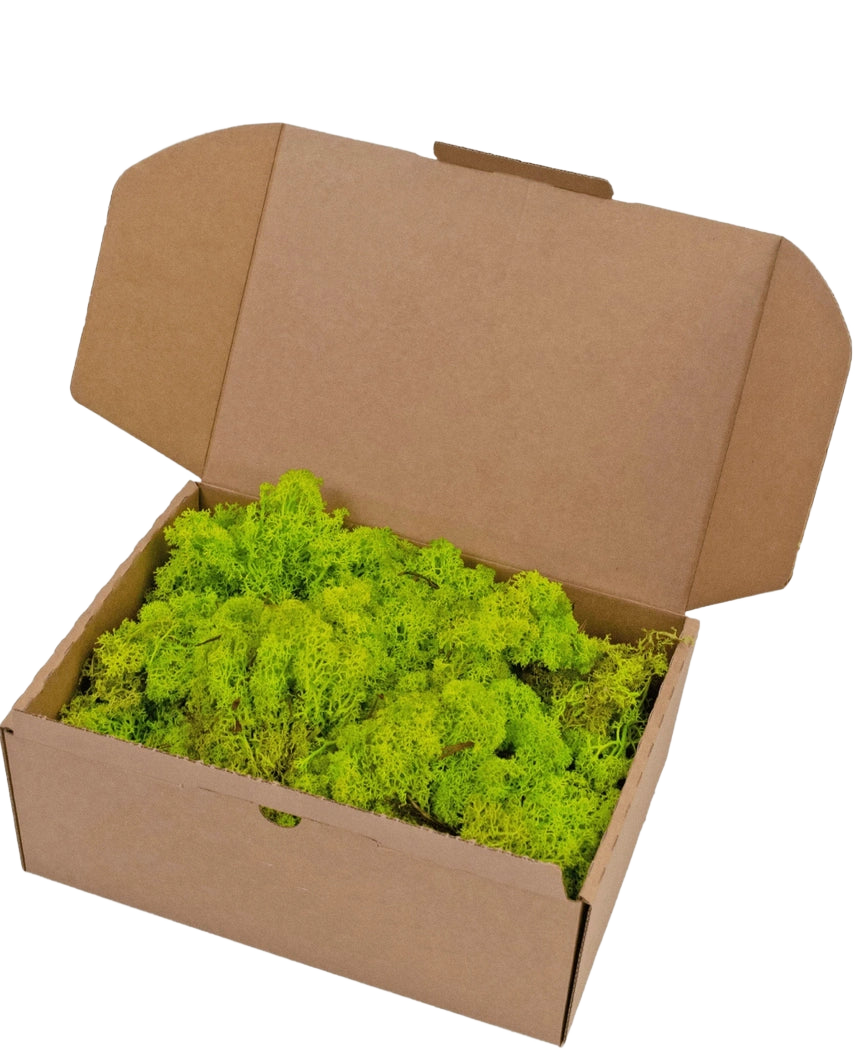 An open brown cardboard box with Reindeer Moss Spring Green 500 grams, containing a layer of bright green moss.