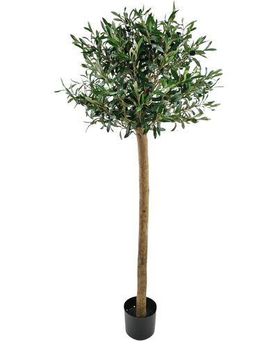 De Kunst olijfboom UV 150 cm van Easyplants heeft een slanke stam, volle groene bladeren en staat in een zwarte pot tegen een witte achtergrond. Deze UV-bestendige kunstplant is perfect voor elke ruimte.