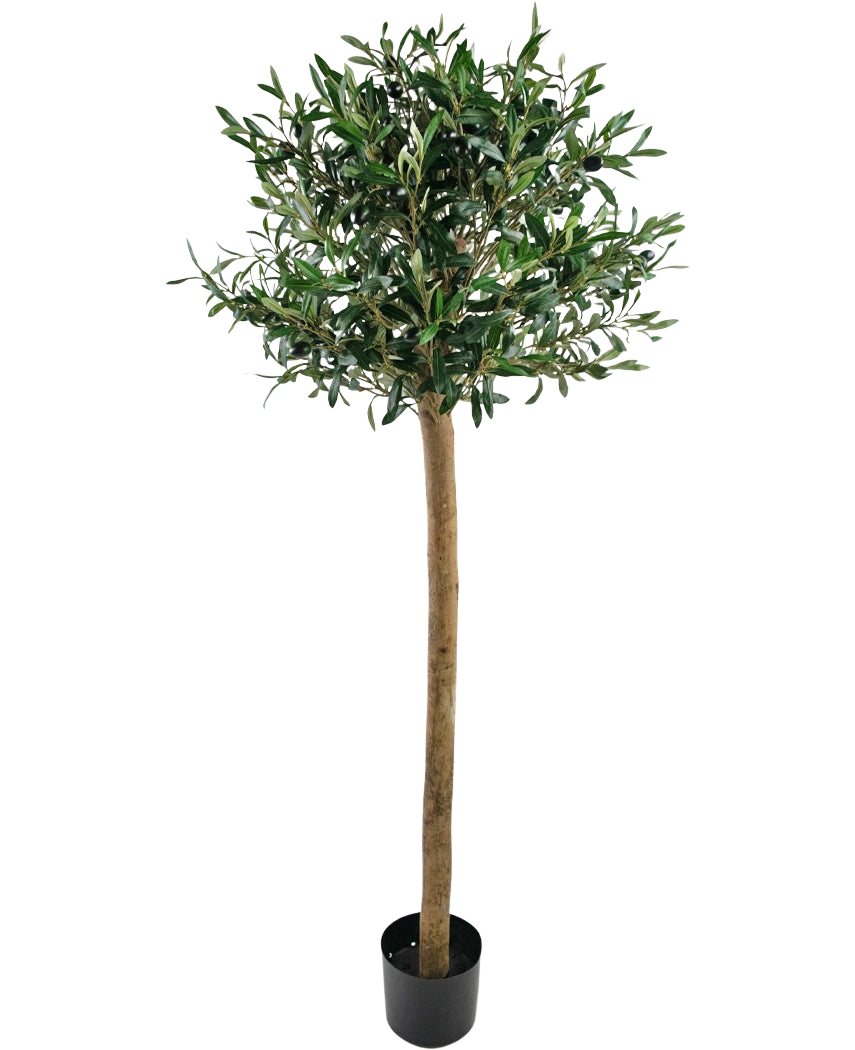 The Artificial olive tree UV 150 cm from Easyplants has a slender trunk, full green leaves and stands in a black pot against a white background. This UV-resistant artificial plant is perfect for any space.