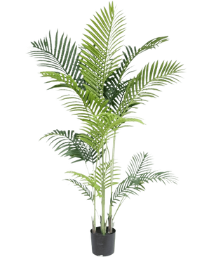 The Artificial Plant Phoenix 160 cm is a tall fake plant with slender green leaves on multiple stems in a small black pot, against a white background for a luxurious look - perfect for lovers of tropical plants.
