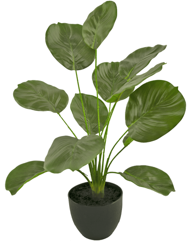 De Kunst Calathea 58 cm groen heeft grote, glanzende, hartvormige groene bladeren op lange stelen en wordt geleverd in een eenvoudige ronde zwarte pot tegen een witte achtergrond.