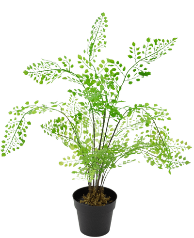 De Kunstplant Varen 35 cm is een kunstvaren met heldergroene, waaiervormige bladeren op slanke zwarte stelen, tegen een effen witte achtergrond.