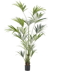 Artificial Palm Kentia 220 cm