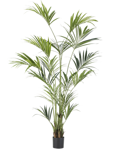 De Kunstpalm Kentia 220 cm heeft lange, slanke groene bladeren en meerdere stammen, die weelderige elegantie toevoegen aan elke ruimte. Tegen een effen witte achtergrond brengt deze hoge kunstpalm tropische flair binnenshuis.