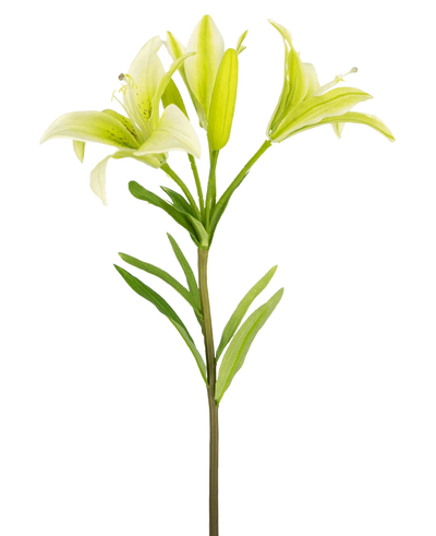 De Kunstbloem Aziatische Lelie 66 cm wit heeft een enkele steel met groene bladeren en drie lichtgroene leliebloemen-twee volledig open, een in knop-getoond tegen een effen witte achtergrond.
