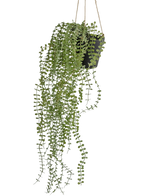 De Kunst hangplant Pumila 81 cm in pot heeft lange, slingerende groene ranken met kleine ronde bladeren in een zwarte hangpot, opgehangen aan beige touwen tegen een effen witte achtergrond.