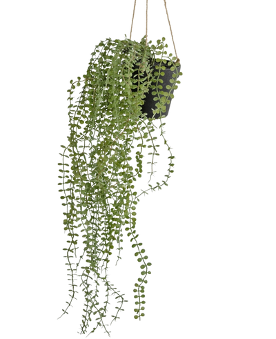 De Kunst hangplant Pumila 81 cm in pot heeft lange, slingerende groene ranken met kleine ronde bladeren in een zwarte hangpot, opgehangen aan beige touwen tegen een effen witte achtergrond.