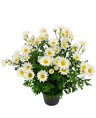 Kunstplant Daisy 31 cm
