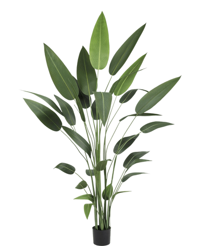 De Kunstplant Heliconia 210 cm heeft lange, slanke groene stelen en grote, puntige bladeren in een zwarte pot - ideaal om de schoonheid van grote planten in elke ruimte te brengen.
