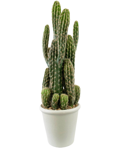 De Kunst Cactus 62 cm heeft hoge, groene, rechtopstaande stelen met stekels en wordt geleverd in een witte pot gevuld met kiezels, tegen een effen witte achtergrond.