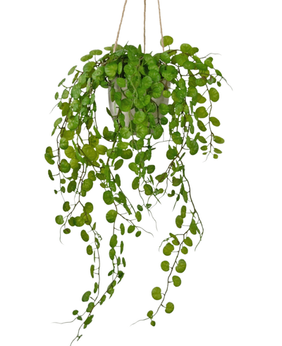 De Kunst hangplant Vetplant in cementen pot van 43 cm heeft lange, hangende groene bladeren met ronde vormen en is opgehangen met touw tegen een witte achtergrond.