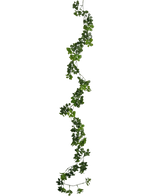 De Kunst slingerplant Gardenia 157 cm heeft een enkele, lange groene liaan met kleine blaadjes die verticaal tegen een effen witte achtergrond hangt.
