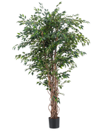 De Kunstplant Ficus Liana 180 cm heeft slanke, gedraaide bruine stammen en overvloedige groene bladeren in een zwarte pot, tegen een effen witte achtergrond. Ideaal om weelderig, stijlvol groen toe te voegen aan je interieur met deze realistische kunstplant.