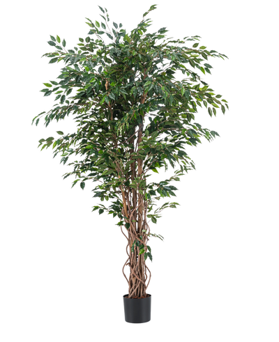 De Kunstplant Ficus Liana 180 cm heeft slanke, gedraaide bruine stammen en overvloedige groene bladeren in een zwarte pot, tegen een effen witte achtergrond. Ideaal om weelderig, stijlvol groen toe te voegen aan je interieur met deze realistische kunstplant.