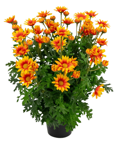 De Kunstplant Daisy UV 31 cm heeft levendige oranje en gele margrietachtige bloemen met weelderige, diep gelobde groene bladeren, allemaal in een potarrangement geïsoleerd op een witte achtergrond.