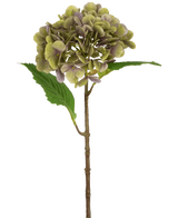 De Kunst Hortensia Deluxe 55 cm groen/paars heeft een enkele kunsthortensiastam met groene en paarse bloemblaadjes en twee groene bladeren op een effen witte achtergrond.