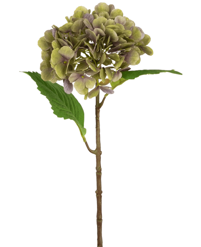 De Kunst Hortensia Deluxe 55 cm groen/paars heeft een enkele kunsthortensiastam met groene en paarse bloemblaadjes en twee groene bladeren op een effen witte achtergrond.