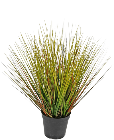 De Kunst Grasplant Onion 50 cm brandvertragend heeft hoge, dunne, grasachtige groene en geelachtige bladeren met roodbruine vleugjes, dicht op elkaar en uitwaaierend naar buiten in een zwarte plastic pot.