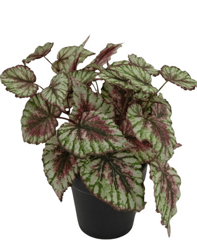De Kunstplant Begonia in pot 25cm heeft grote, gestructureerde bladeren in groen, wit en roze. Gepresenteerd in een kleine zwarte pot tegen een effen witte achtergrond.