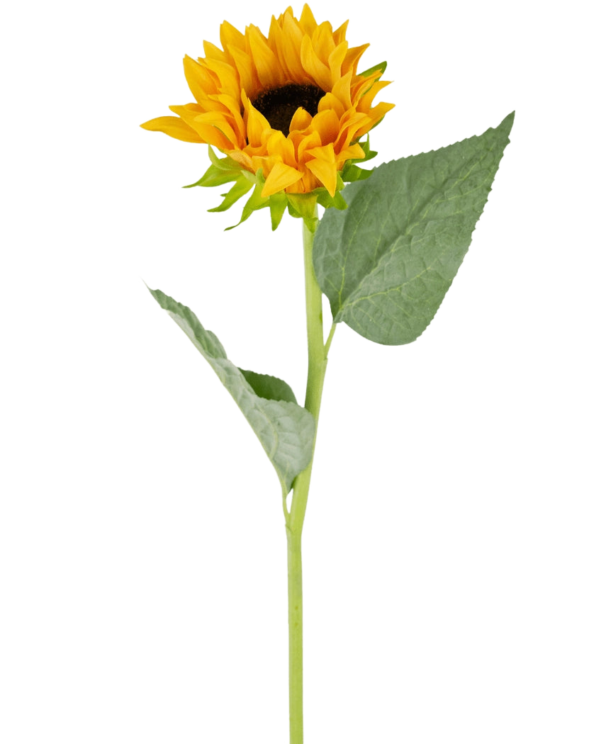 The Artificial Sunflower Real Touch 61cm has a single artificial sunflower with bright yellow petals, a dark brown heart, two large green leaves and a long green stem, perfect for displaying against a white background.