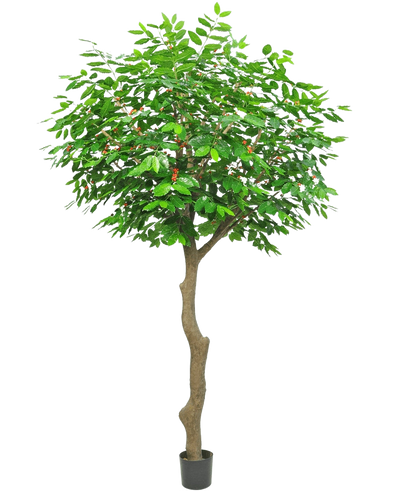 De Kunst Koffieboom 300 cm is een hoge kunstboom met een slanke, gebogen bruine stam en weelderige groene bladeren, in een kleine zwarte pot op een witte achtergrond.