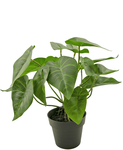 De Kunstplant Swan 27 cm is een potplant met grote, hartvormige groene bladeren met prominente lichtgekleurde nerven, in een eenvoudige zwarte pot tegen een effen witte achtergrond.