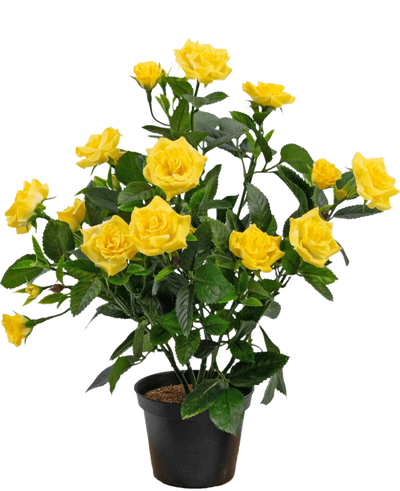 De Kunstplant Mini Rose UV 35 cm geel is een kunstplant in pot met meerdere stelen van levendige gele rozen en groene bladeren, weergegeven in een kleine zwarte container tegen een eenvoudige achtergrond.
