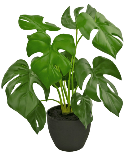 De Kunst Monstera 40 cm in sierpot zwart is een kunstmatige Monstera met grote, glanzend groene bladeren met natuurlijke gaten en scheuren, in een eenvoudige zwarte sierpot gevuld met donkere aarde.
