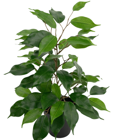 De Kunstplant Ficus in Pot 40 cm heeft talrijke groene bladeren en slanke bruine stelen tegen een effen witte achtergrond.