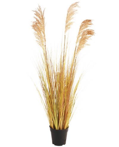 De Kunst Grasplant Sorghum 110 cm brandvertragend heeft lange, geelgroene bladeren en vederlichte bruine pluimen in een zwarte pot - ideaal om je Boho interieur een stijlvolle flair te geven tegen een effen witte achtergrond.