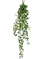 De Kunst hangplant Klimop deluxe 120 cm groen heeft dichte, puntige groene klimopbladeren en slingerende wijnranken tegen een effen witte achtergrond.
