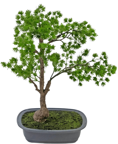 De Kunstplant Bonsai Juniper 40 cm heeft een slanke stam en weelderig groen blad en staat in een ondiepe rechthoekige grijze pot met mos. De achtergrond is effen wit.