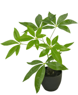 De Kunst Pachira 30 cm is een kunstgeldboom in pot met meerdere stammen en glanzend groene bladeren in een zwarte pot, tegen een effen witte achtergrond.