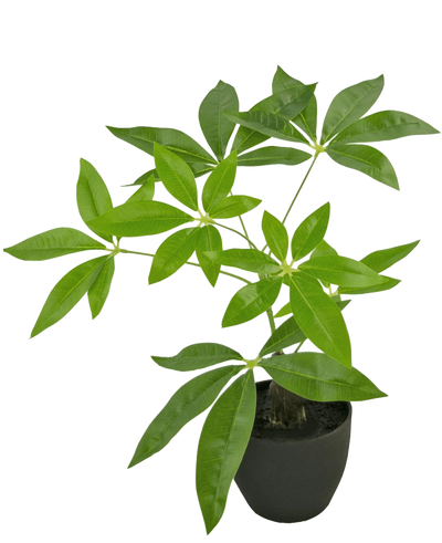 De Kunst Pachira 30 cm is een kunstgeldboom in pot met meerdere stammen en glanzend groene bladeren in een zwarte pot, tegen een effen witte achtergrond.