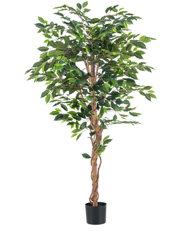 De Kunstplant Ficus Groen 180 cm heeft weelderige groene bladeren en een gedraaide bruine stam in een eenvoudige zwarte pot, tegen een witte achtergrond - ideaal om te combineren met stijlvolle sierpotten.