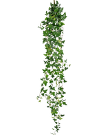 The Artificial hanging plant Ivy Boston 180 cm green has long, hanging green stems with pointed leaves that fall down against a plain white background.