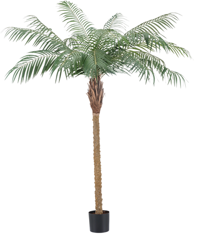 De Kunstplant Phoenix Palm De Luxe 180 cm heeft vederlichte groene bladeren en een bruine stam met textuur in een kleine zwarte pot en brengt een tropische sfeer in elke ruimte.