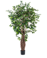 De Kunstplant Ficus Tropical Liana 180 cm heeft dichte groene bladeren en meerdere verstrengelde bruine stelen in een kleine zwarte pot, waardoor het een opvallend accent is voor elke ruimte tegen een effen witte achtergrond.