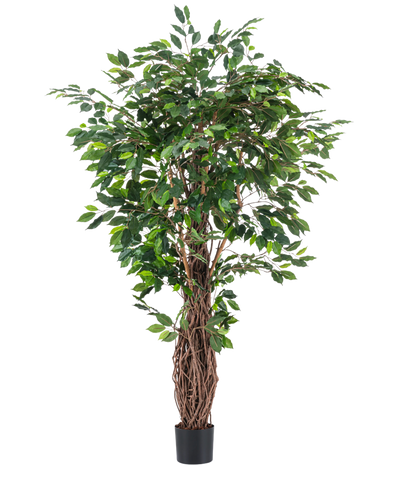 De Kunstplant Ficus Tropical Liana 180 cm heeft dichte groene bladeren en meerdere verstrengelde bruine stelen in een kleine zwarte pot, waardoor het een opvallend accent is voor elke ruimte tegen een effen witte achtergrond.