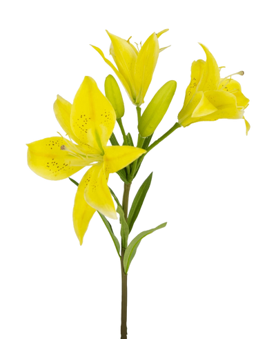 De Kunstbloem Aziatische Lelie 66 cm geel heeft een steel met meerdere bloeiende gele lelies en ongeopende knoppen, puntige bloemblaadjes met donkere spikkels in het midden en groene bladeren, allemaal tegen een witte achtergrond.